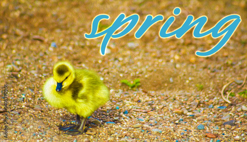 Slika na platnu SPRING Message w/Early Spring Gosling-Fuzzy, Yellow, Adorable, New Spring Life B