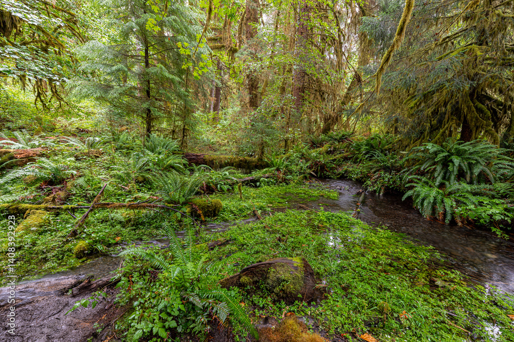 Hoh Rain Forest in the Olympic National Park, WA