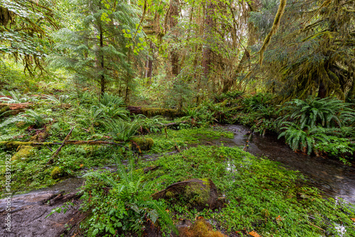 Obraz na płótnie Hoh Rain Forest in the Olympic National Park, WA w salonie