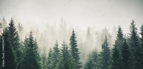 Misty mountain landscape with mysterious fir forest.