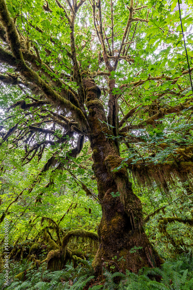 Hoh Rain Forest in the Olympic National Park, WA