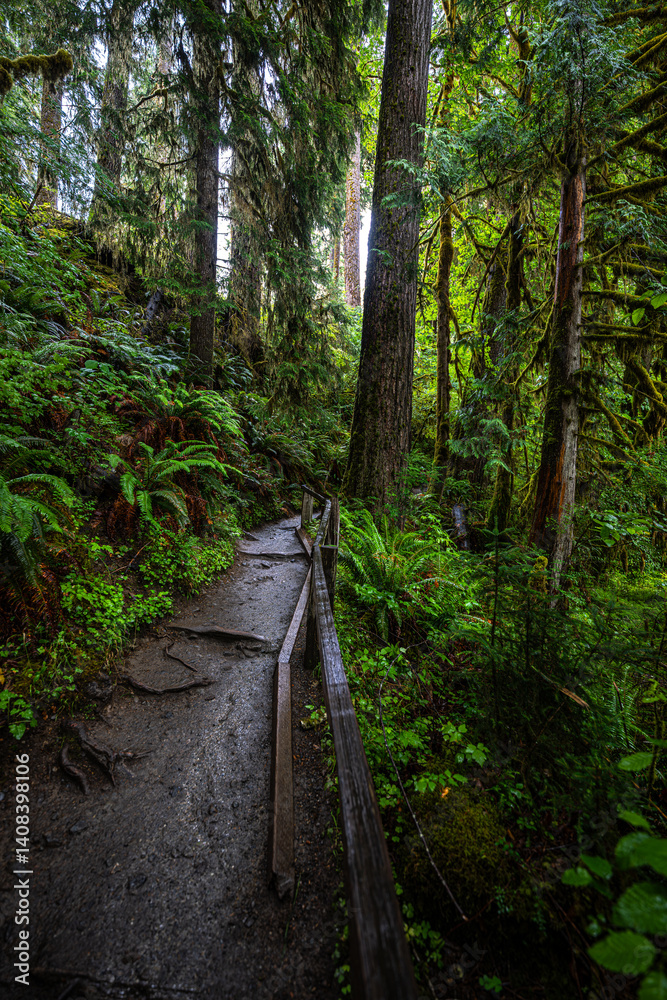 Trail in the Hoh Rain Forest in the Olympic National Park, WA