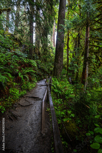 Obraz na płótnie Trail in the Hoh Rain Forest in the Olympic National Park, WA w salonie