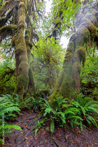 Obraz na płótnie Hoh Rain Forest in the Olympic National Park, WA w salonie