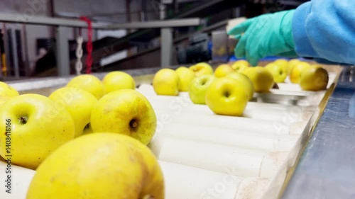 Female worker in rubber gloves sorting apples on conveyor belt. Quality control process selecting rotten fruits and second-grade apples for juice production in fruit processing facility.