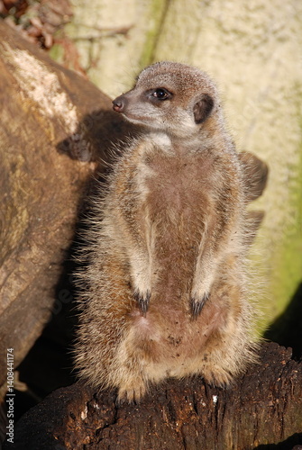 Meerkat at an animal sanctuary.