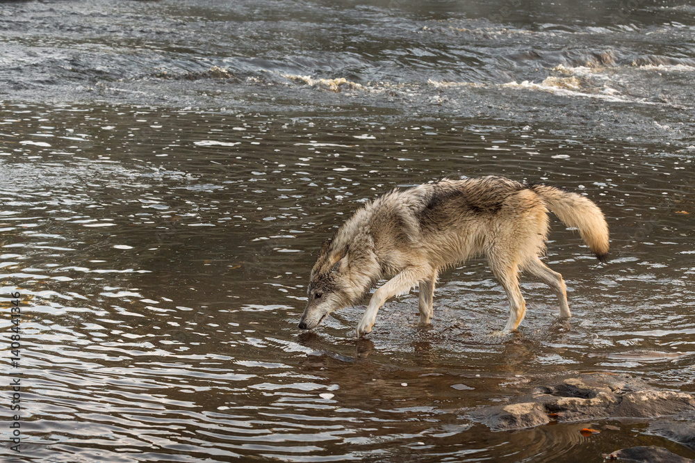 Grey Wolf (Canis lupus) Steps Carefully Through River