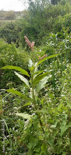 Green grass in the forest