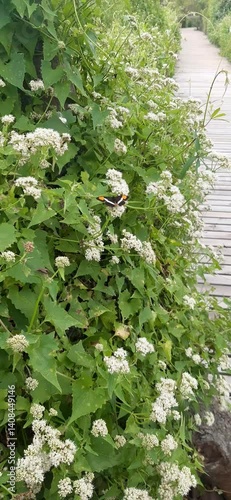 Flowers and butterflies on a wooden bridge in the forest