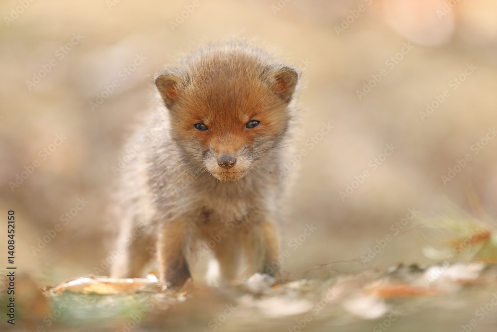 Lis rudy, lis pospolity (Vulpes vulpes)