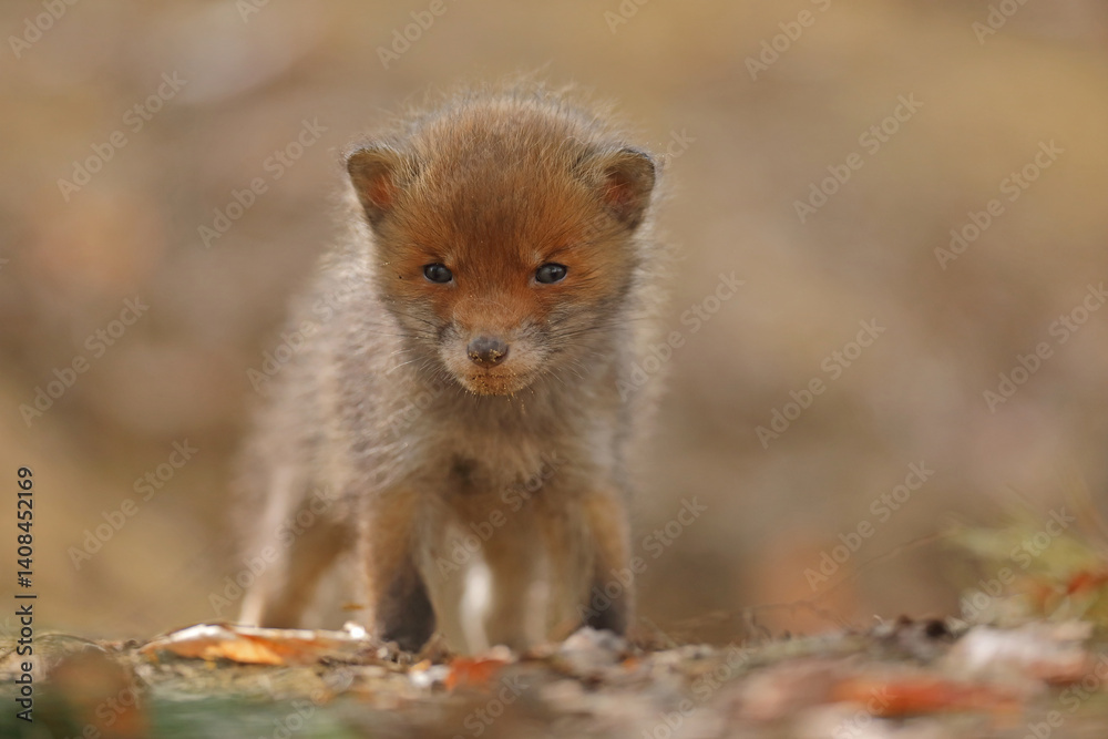 Lis rudy, lis pospolity (Vulpes vulpes)