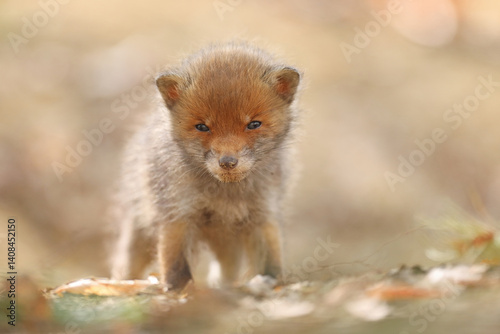 Obraz na płótnie Lis rudy, lis pospolity (Vulpes vulpes) w salonie