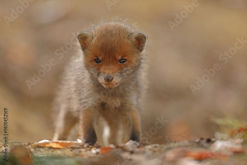 Obraz na płótnie Lis rudy, lis pospolity (Vulpes vulpes) w salonie