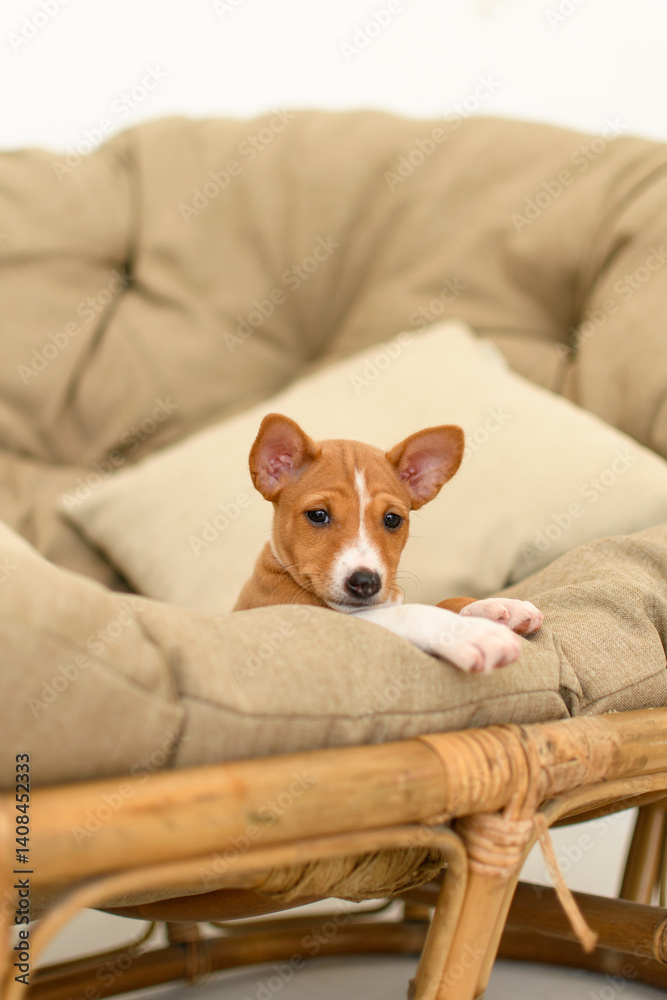 Obraz premium Basenji puppy sniffing the ground