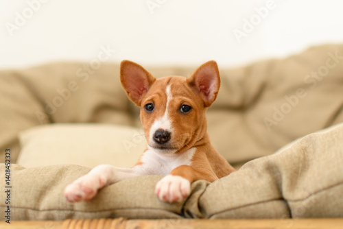 Young Basenji puppy looking up