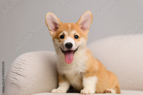 Happy corgi puppy smiling on armchair