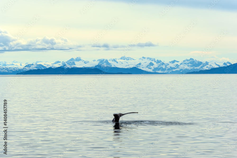 Obraz premium The tail of diving whale in Prince William sound near Valdez, Alaska, USA