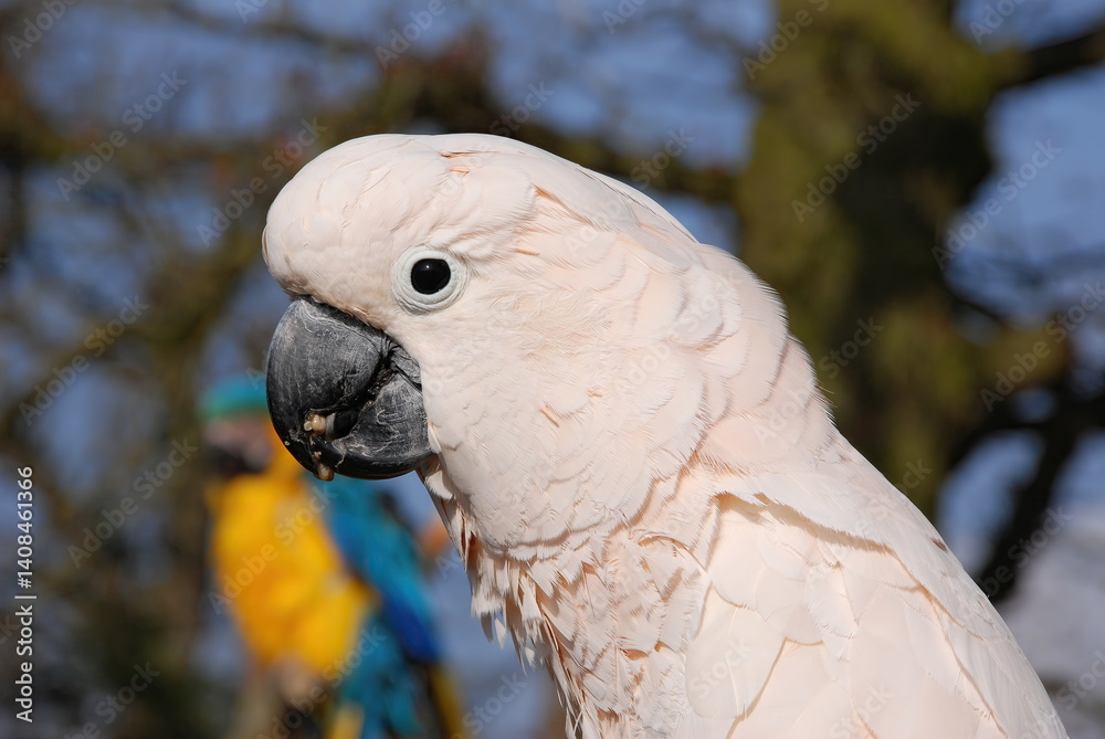 White Cockatoo