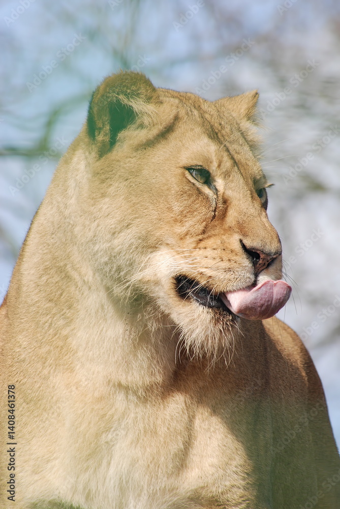 Close-up of a Lioness
