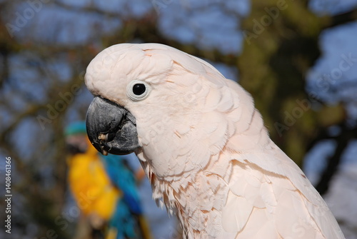 Obraz na płótnie White Cockatoo w salonie