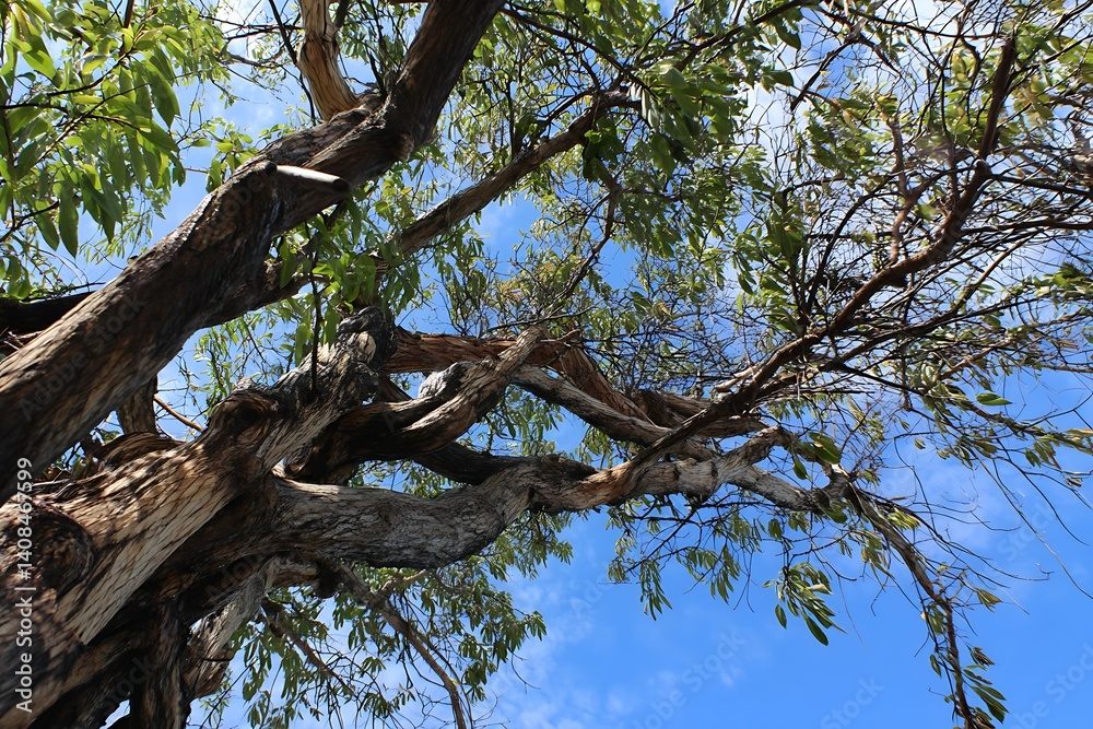 Very Old Tree Leaves Branches Blue Sky Background Nature Design
Very Old Tree Leaves Branches Blue Sky Background Nature Design