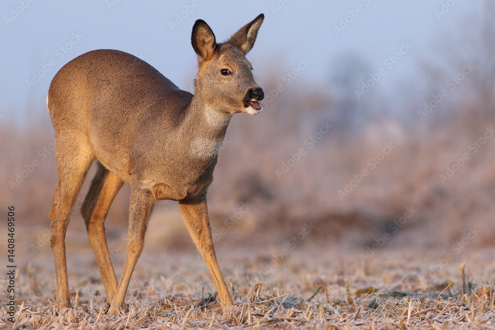 Sarna europejska (Capreolus capreolus) roe deer