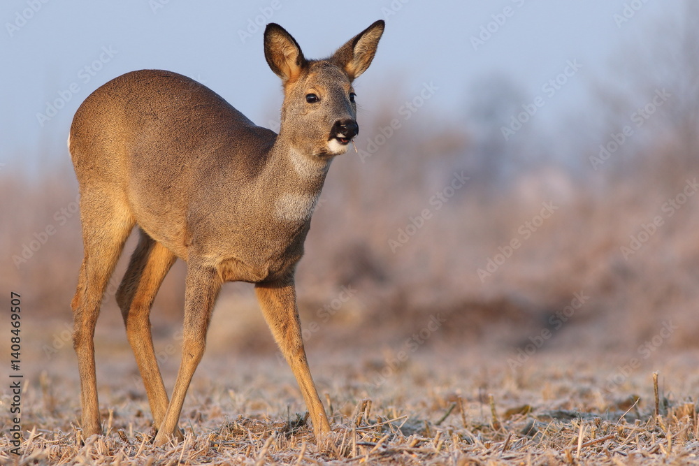 Sarna europejska (Capreolus capreolus) roe deer
