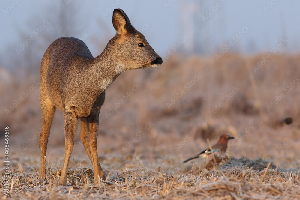 Sarna europejska (Capreolus capreolus) roe deer