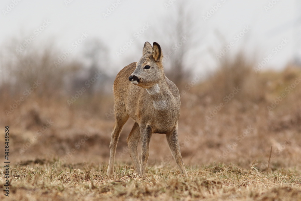 Sarna europejska (Capreolus capreolus) roe deer