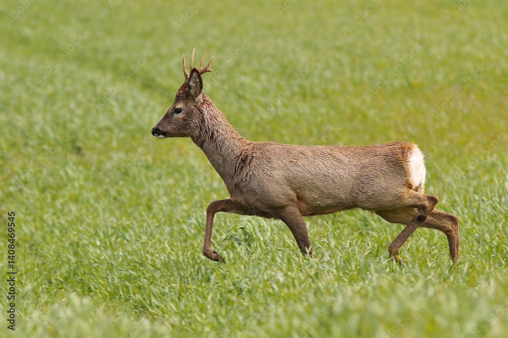 Sarna europejska (Capreolus capreolus) roe deer