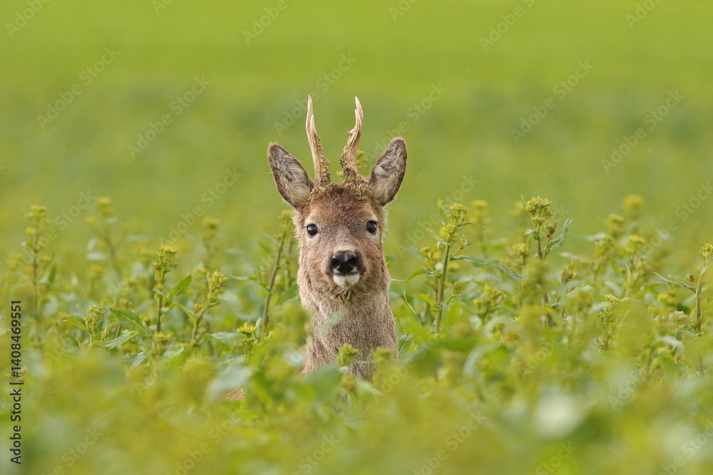 Sarna europejska (Capreolus capreolus) roe deer