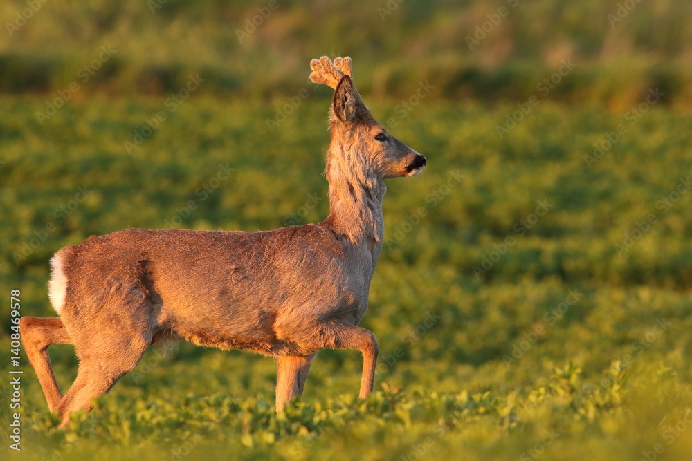 Sarna europejska (Capreolus capreolus) roe deer