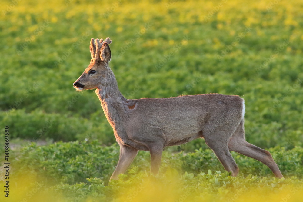 Sarna europejska (Capreolus capreolus) roe deer