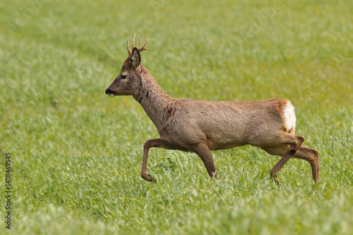 Obraz na płótnie Sarna europejska (Capreolus capreolus) roe deer w salonie