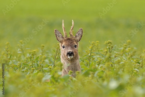 Sarna europejska (Capreolus capreolus) roe deer