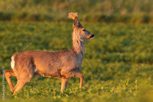 Obraz na płótnie Sarna europejska (Capreolus capreolus) roe deer w salonie
