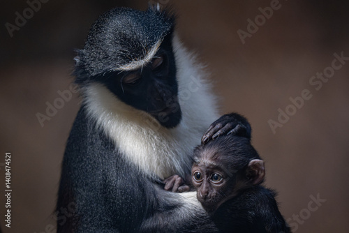 A baby vervet monkey with its mother.
