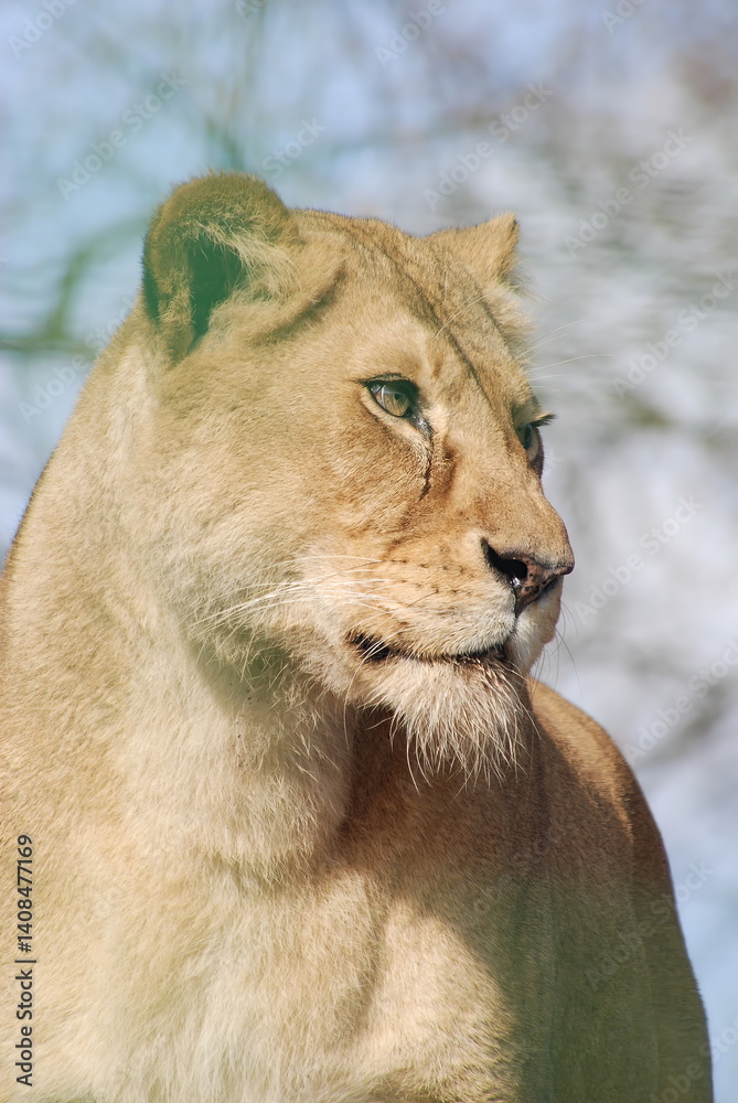 Close-up of a Lioness