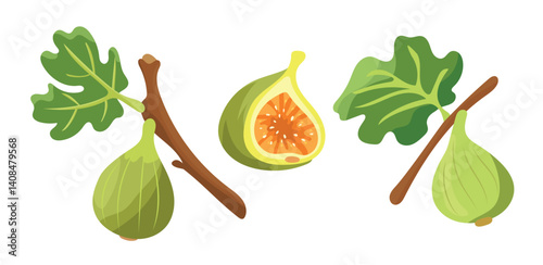 Figs. Flat vector, clipart illustration isolated on white background.