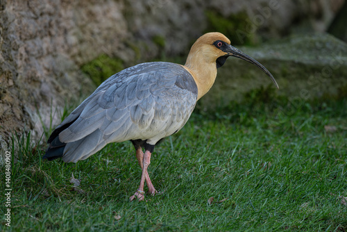 A gray-winged ibis walks on the grass.
 photo