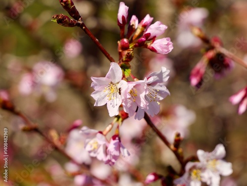 Pink cherry blossom of the Japanese alpine cherry, Prunus nipponica var. kurilensis cultivar 'Ruby'. A decorative shrub species originates from Hokkaido and Honshu, Japan. Sweden