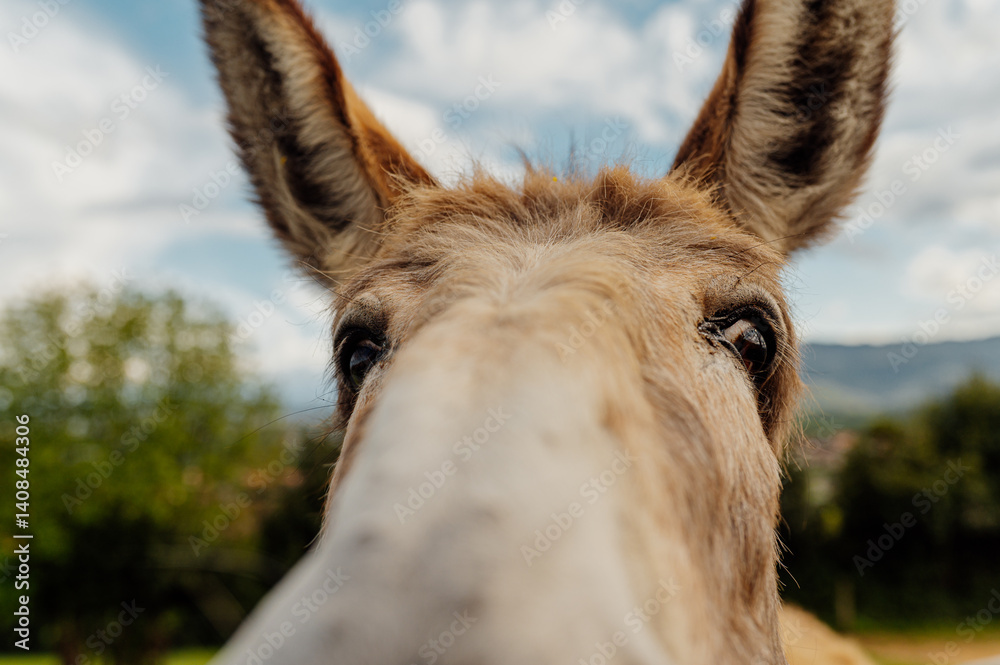Close up of a donkey showing its muzzle and big ears, enjoying a cloudy day on the farm
