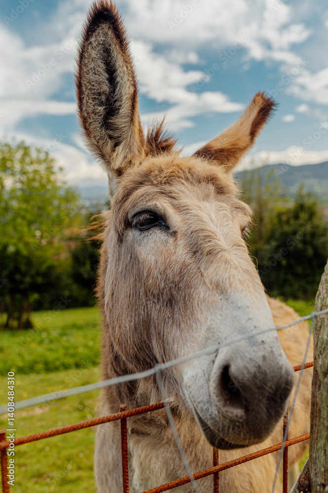 Friendly donkey behind a fence in a field, celebrating world donkey day