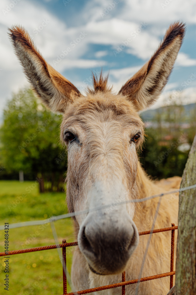 Friendly donkey behind a fence in a farm celebrating world donkey day