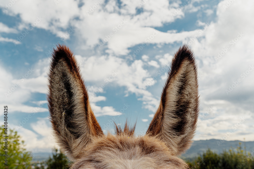 Donkey ears pointing to a cloudy sky on world donkey dayDonkey ears are highlighted against a cloudy sky, celebrating world donkey day