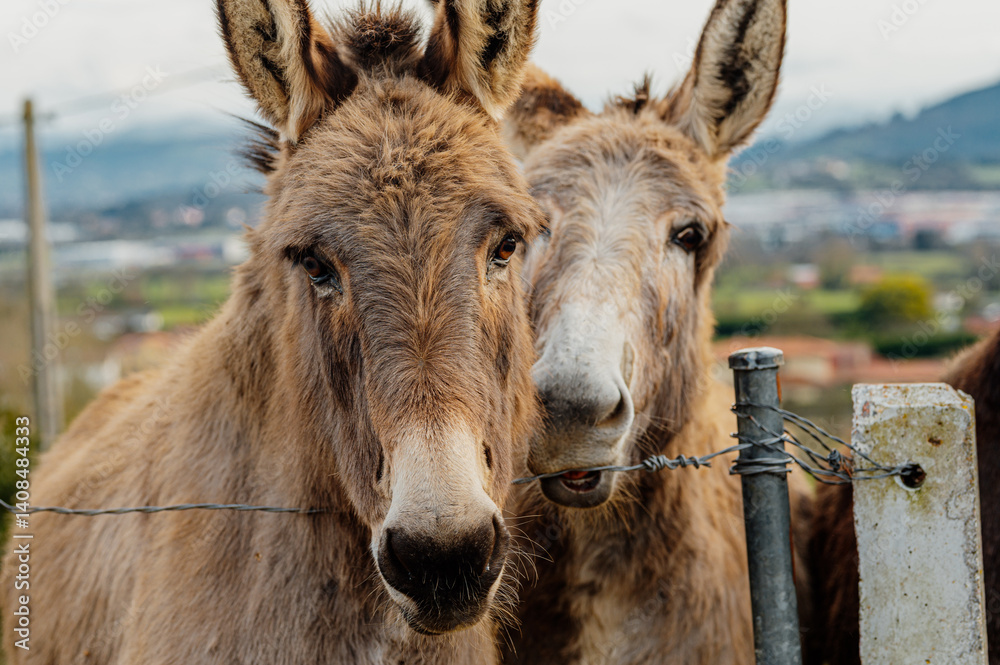 Two donkeys stand behind a wire fence, enjoying a peaceful day of grazing in a rural landscape, celebrating world donkey day