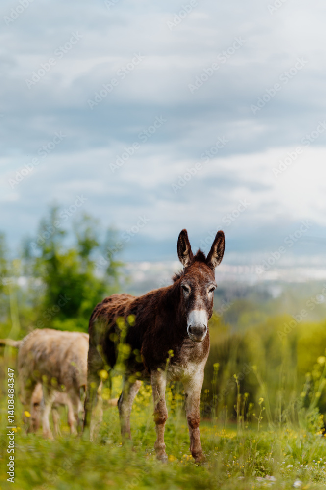 Brown donkey grazing peacefully in a vibrant green field, celebrating world donkey day