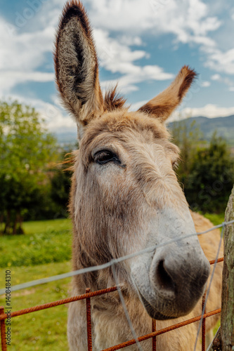 Obraz na płótnie Friendly donkey behind a fence in a field, celebrating world donkey day w salonie