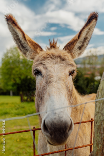 Obraz na płótnie Friendly donkey behind a fence in a farm celebrating world donkey day w salonie