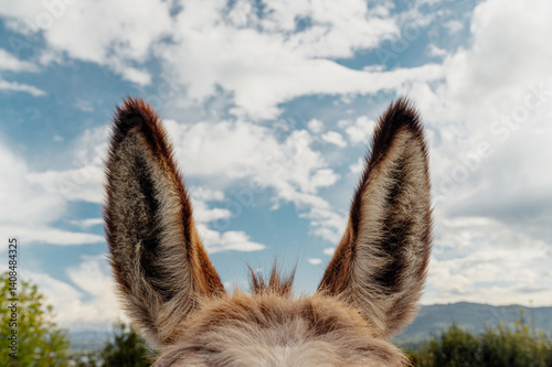 Obraz na płótnie Donkey ears pointing to a cloudy sky on world donkey dayDonkey ears are highlighted against a cloudy sky, celebrating world donkey day w salonie